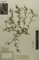 Filed as Ononis viscosa L. subsp. viscosa [family FABACEAE]