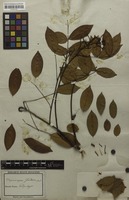 Holotype of Drepanocarpus frondosus Mart. ex Benth. [family FABACEAE]