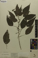 Filed as Acalypha amblyodonta (Müll.Arg.) Müll.Arg. [family EUPHORBIACEAE]