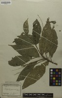 Filed as Acalypha acuminata Benth. [family EUPHORBIACEAE]