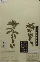 Holotype of Acalypha humilis Pax & K.Hoffm. [family EUPHORBIACEAE]