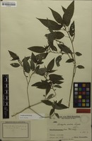 Isotype of Acalypha striolata Lingelsh. [family EUPHORBIACEAE]