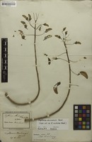Holotype of Erythrina mulungu Mart. ex Benth. [family FABACEAE]