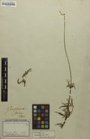 Isotype of Gomphrena sericea Hoffmanns. ex Schult. [family AMARANTHACEAE]