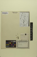 Isotype of Pfaffia fruticulosa Suess. [family AMARANTHACEAE]