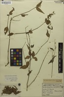 Syntype of Alternanthera altacruzensis Suess. [family AMARANTHACEAE]