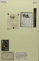 Isotype of Alternanthera geniculata Urb. [family AMARANTHACEAE]