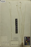 Isotype of Gomphrena aphylla Pohl ex Moq. [family AMARANTHACEAE]
