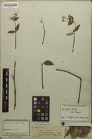 Filed as Gomphrena elegans Mart. [family AMARANTHACEAE]