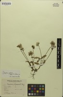 Filed as Gomphrena pallida (Suess.) Pedersen [family AMARANTHACEAE]