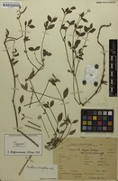 Syntype of Gomphrena viridifolia Suess. [family AMARANTHACEAE]