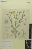 Filed as Emilia discifolia (Oliv.) C.Jeffrey [family ASTERACEAE]