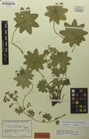 Holotype of Alchemilla acutiloba var. stellata Poelt [family ROSACEAE]