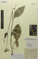 Syntype of Hieracium diaphanoides var. kaadenicum Zahn [family ASTERACEAE]