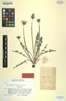 Isotype of Taraxacum irrigatum Kirschner & Štepánek [family ASTERACEAE]