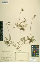 Syntype of Hieracium auricula subsp. melaneilema Nägeli & Peter [family ASTERACEAE]