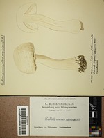 Agaricus arvensis var. exquisitus (Vittad.) Cetto