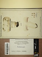 Agaricus bitorquis (Quél.) Sacc.