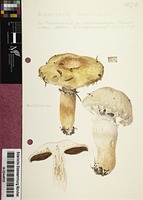 Agaricus aestivalis (F.H. Møller) Pilát