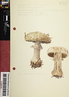 Agaricus campestris L. : Fr.