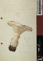 Leucopaxillus candidus (Bres.) Singer