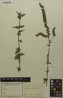 Isotype of Celosia hastata Lopr. [family AMARANTHACEAE]