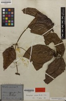 Syntype of Anemopaegma paraense Bureau & K.Schum. [family BIGNONIACEAE]