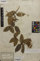 Syntype of Adenocalymma nitidum Mart. ex DC. [family BIGNONIACEAE]