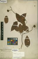 Type of Caraipa densifolia Mart. [family CLUSIACEAE]