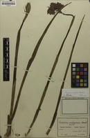 Filed as Eulophia mechowii (Rchb.f.) T.Durand & Schinz [family ORCHIDACEAE]