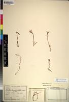 Isotype of Nervilia humilis Schltr. [family ORCHIDACEAE]
