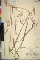 Isotype of Andropogon lindiensis Pilg. var. hirsutissimus [family GRAMINEAE]
