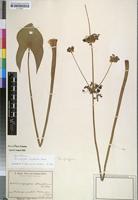 Isosyntype of Limnophyton angolense Buchenau [family ALISMATACEAE]