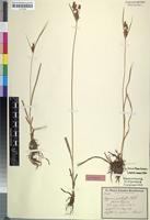 Isosyntype of Cyperus pratensis Boeck. [family CYPERACEAE]