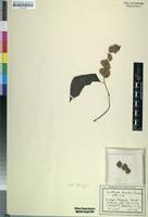 Isotype of Cyathula divulsa Suess. [family AMARANTHACEAE]
