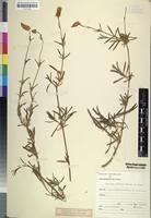 Isosyntype of Centema biflora Schinz [family AMARANTHACEAE]