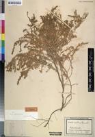 Holotype of Suaeda inflata Aellen [family CHENOPODIACEAE]