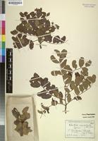 Holotype of Schotia semireducta Merxm. [family LEGUMINOSAE-CAESALPINIOIDEAE]