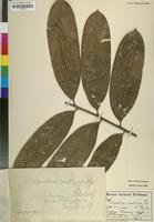 Isotype of Aporrhiza multijuga Gilg [family SAPINDACEAE]