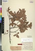 Syntype of Ochna fuscescens Heine [family OCHNACEAE]