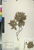 Isotype of Strychnos usambarensis Gilg [family LOGANIACEAE]
