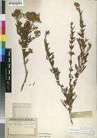 Isotype of Chilianthus arboreus Kuntze var. rosmarinaceus [family BUDDLEJACEAE]