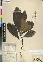 Filed as Rauvolfia caffra Sond. [family APOCYNACEAE]