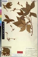 Isotype of Ricinodendron viticoides Mildbr. [family EUPHORBIACEAE]