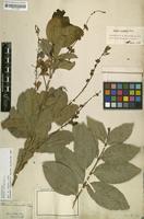 Filed as Petrea volubilis L. [family VERBENACEAE]