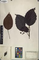Type? of Dipterocarpus mottleyanus Hook.f. [family DIPTEROCARPACEAE]