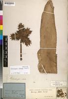 Holotype of Hohenbergia stellata Schult. & Schult.f. [family BROMELIACEAE]