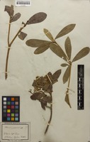 Filed as Skimmia japonica Thunb. [family RUTACEAE]