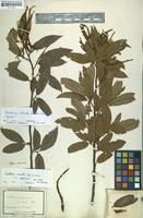 Lectotype of Castanea stricta Siebold & Zucc. [family FAGACEAE]