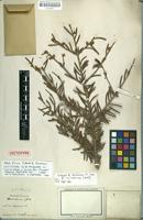Lectotype of Abies firma Siebold & Zucc. [family PINACEAE]